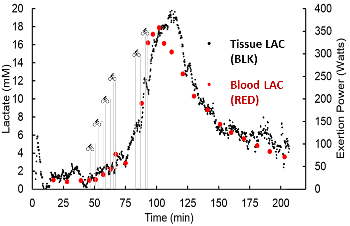 A readout of lactate measurement levels over time as provided by a continuous lactate monitor. Lactic acid levels rise during episodes of critical illness and internal bleeding, which may not be visible to the naked eye. (Photo by University of California, Irvine)