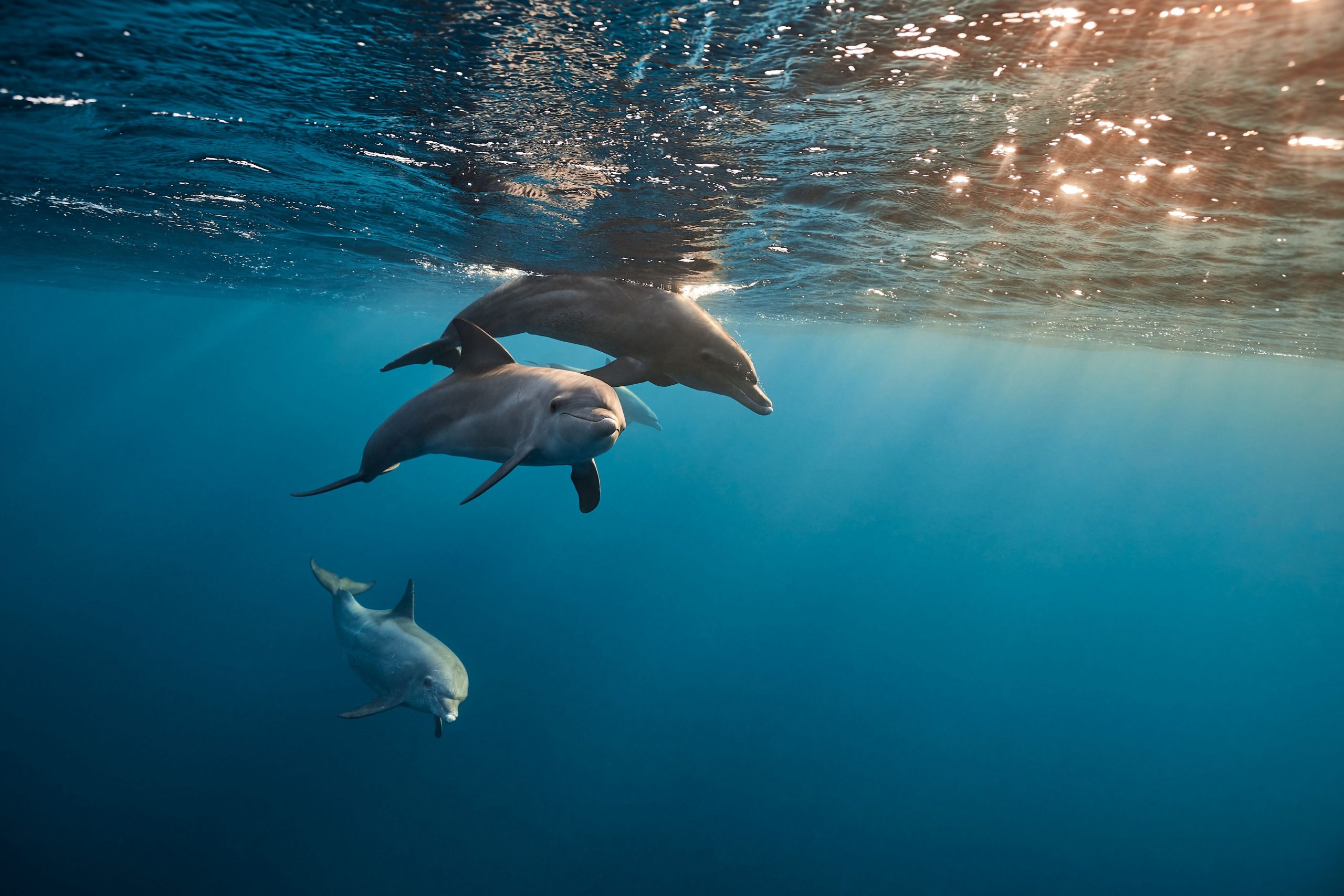SPECIALIZED SONAR: Dolphins have been practicing sophisticated echolocation for millions of years. (Photo by Tetsuo Arada, Shutterstock)